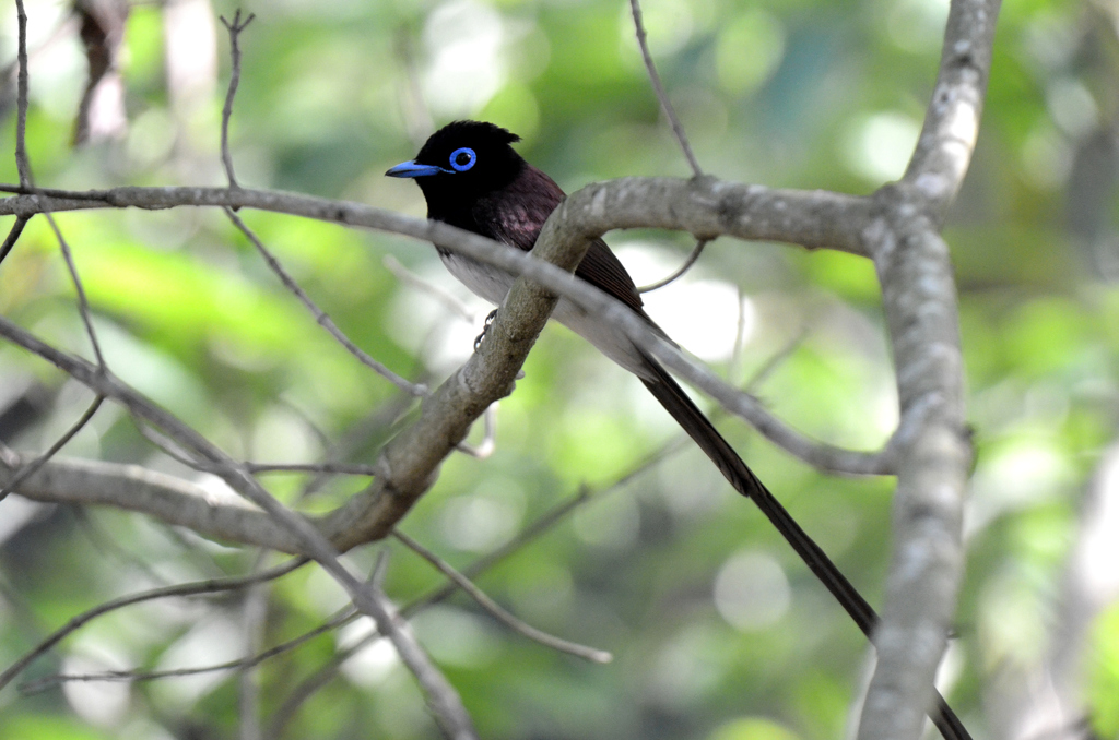 サンコウチョウ-3