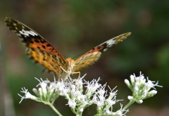 蝶とフジバカマ