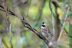 ミヤマホオジロ