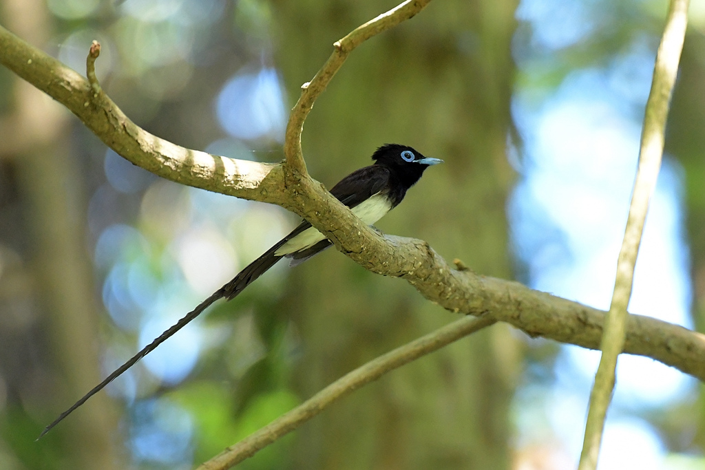 サンコウチョウ_07271