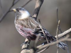 染めたのだけど似合う？