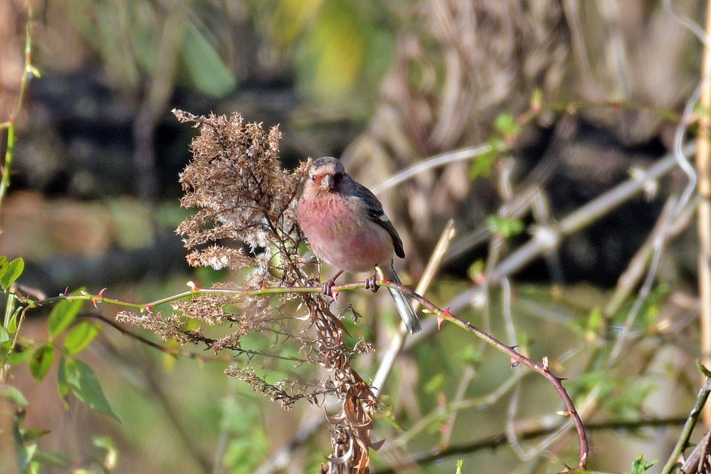 ベニマシコ_95591