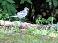 「ハイ　手を上げて」