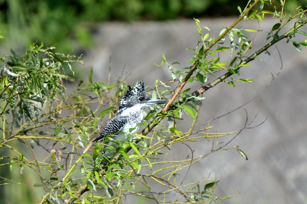隠れたつもり　１