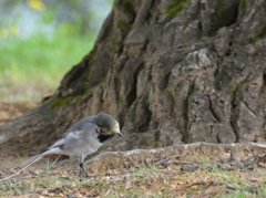 あれ　この辺だけどおかしいな！