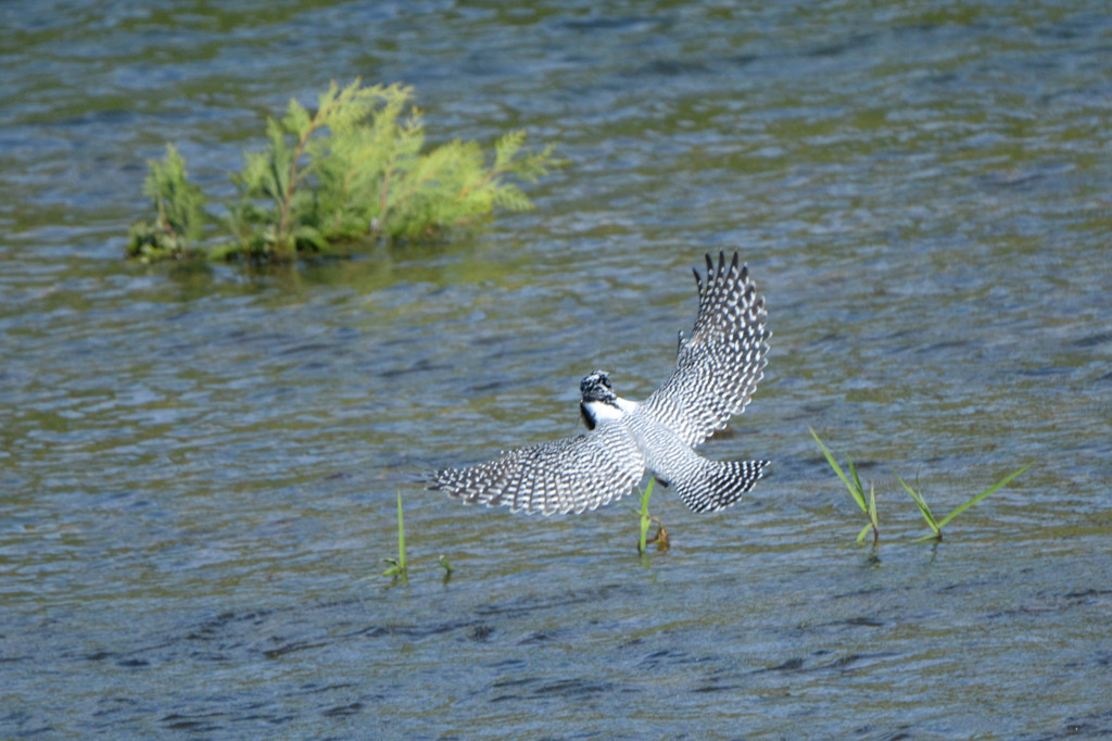 後姿　残念でした。