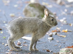 野生ウサギ_200602-1