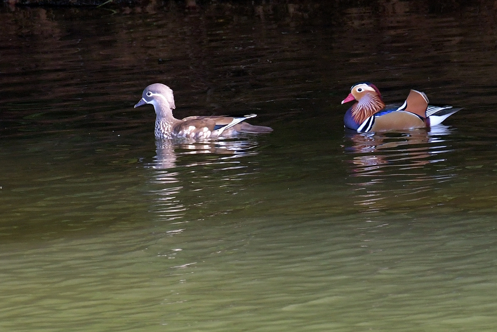 レディファースト