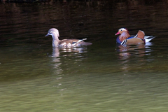 レディファースト