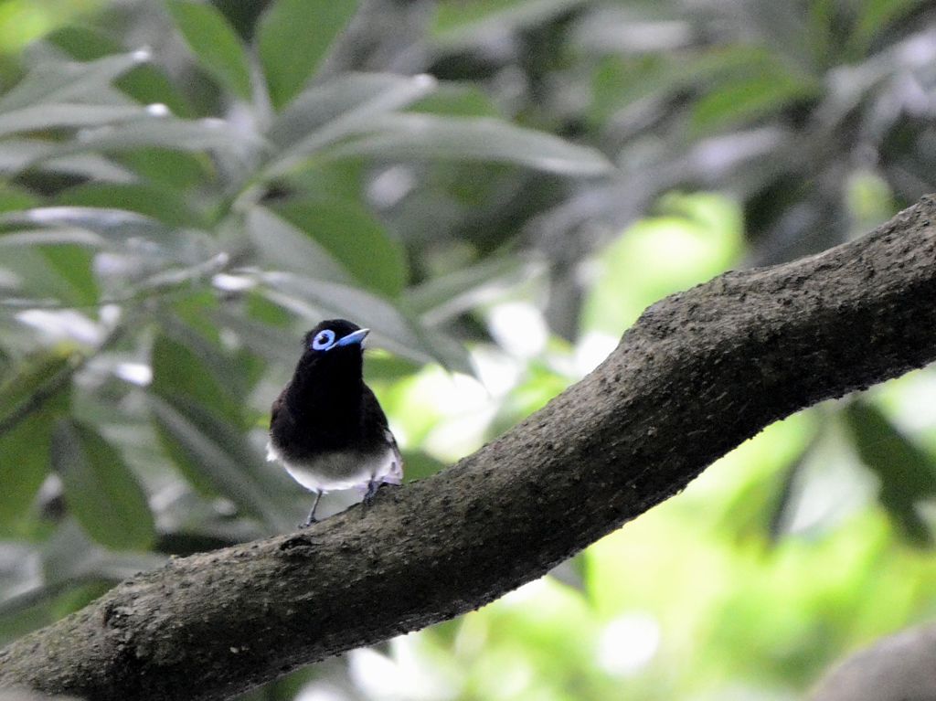 尻尾が・・・・・。