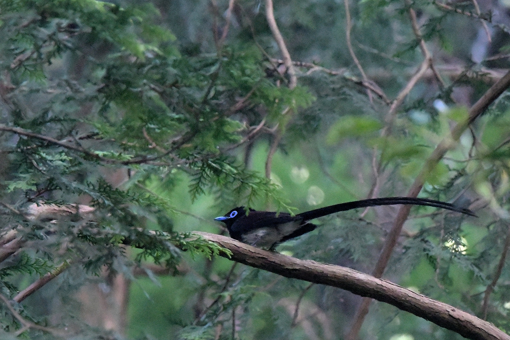 頭隠して尻隠さづ