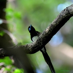 サンコウチョウ_200717-1