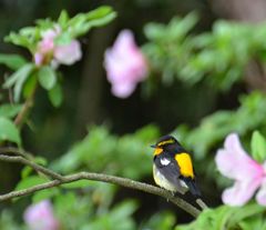 キビの花見