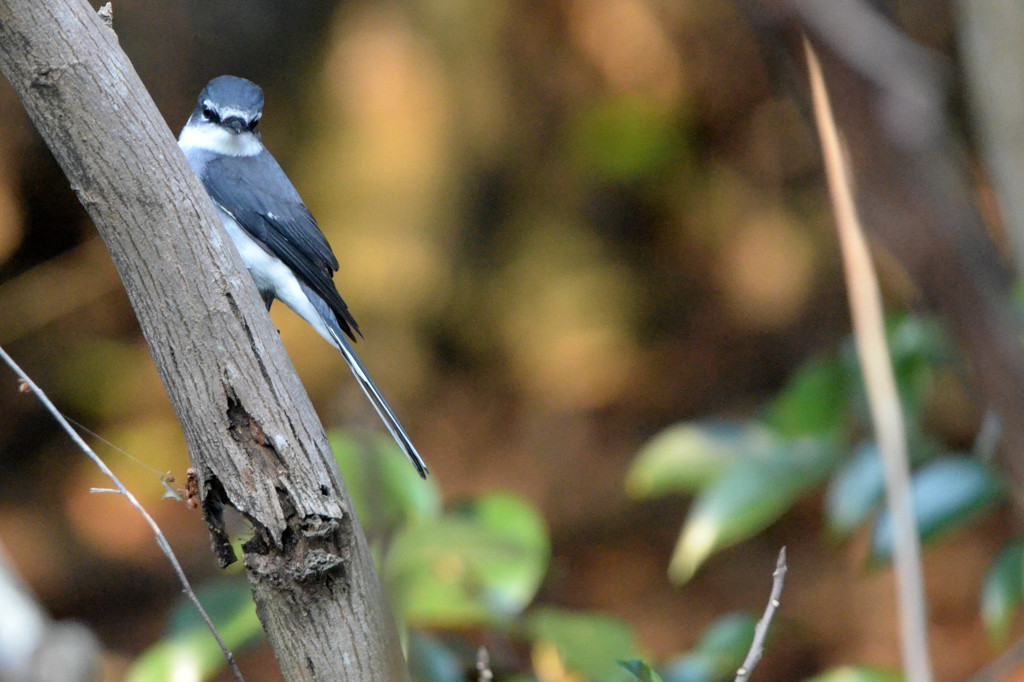リュウキュウサンショウクイ2