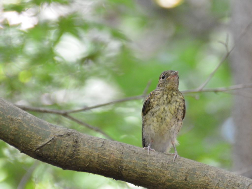 キビタキ幼鳥9