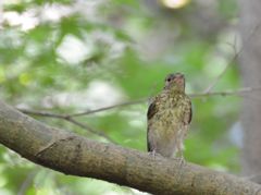 キビタキ幼鳥9