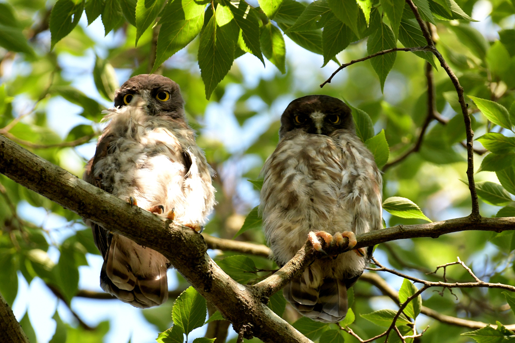 アオバズク_8581