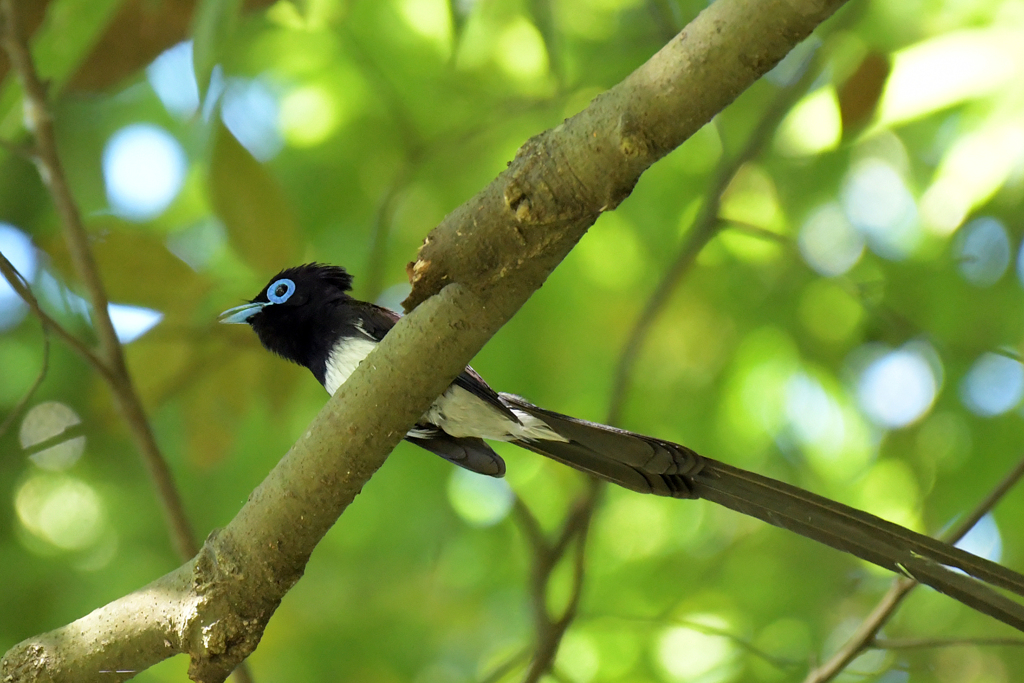サンコウチョウ_04301