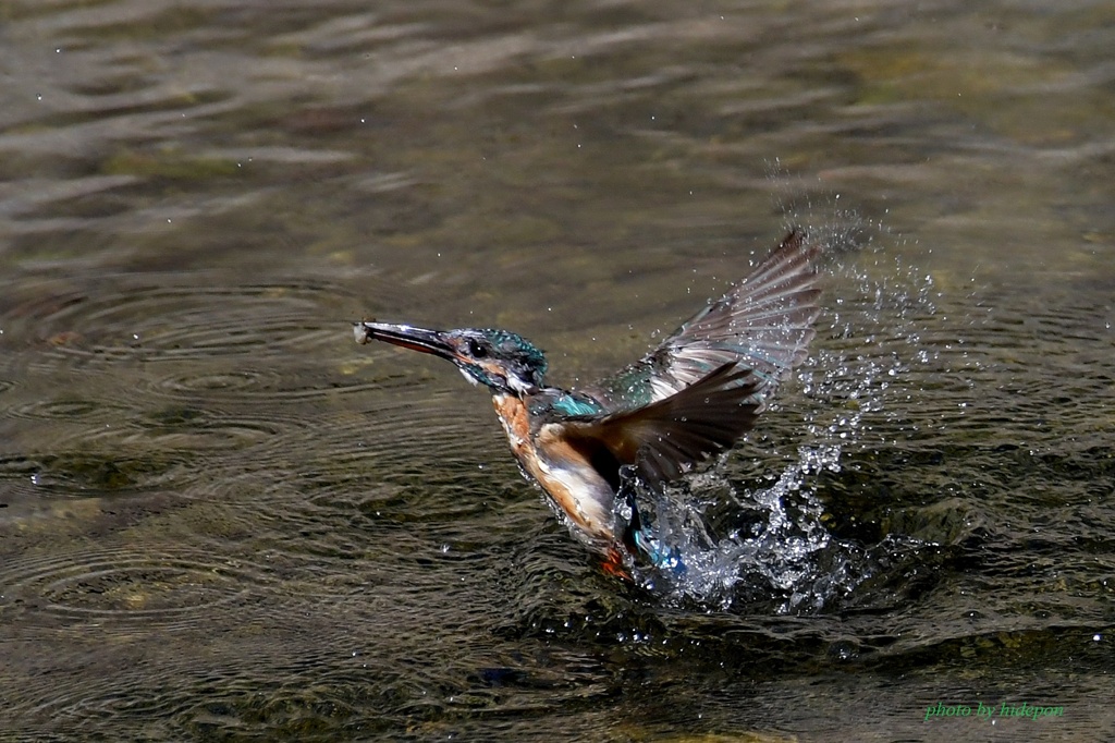 カワセミ_200815-2