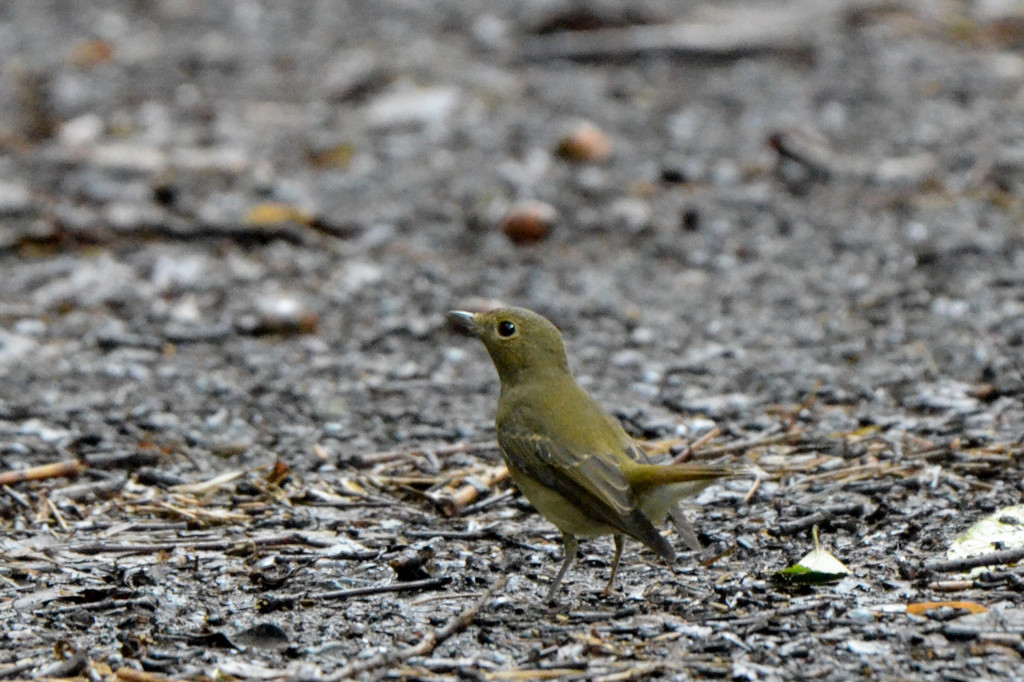 これコサメビタキ1 ？