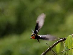 キビの突進