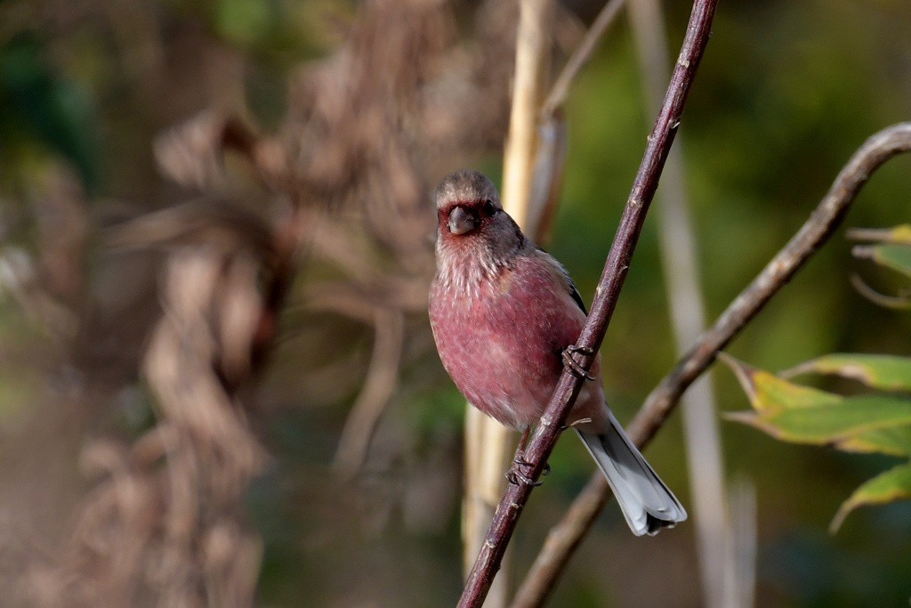 ベニマシコ_5426