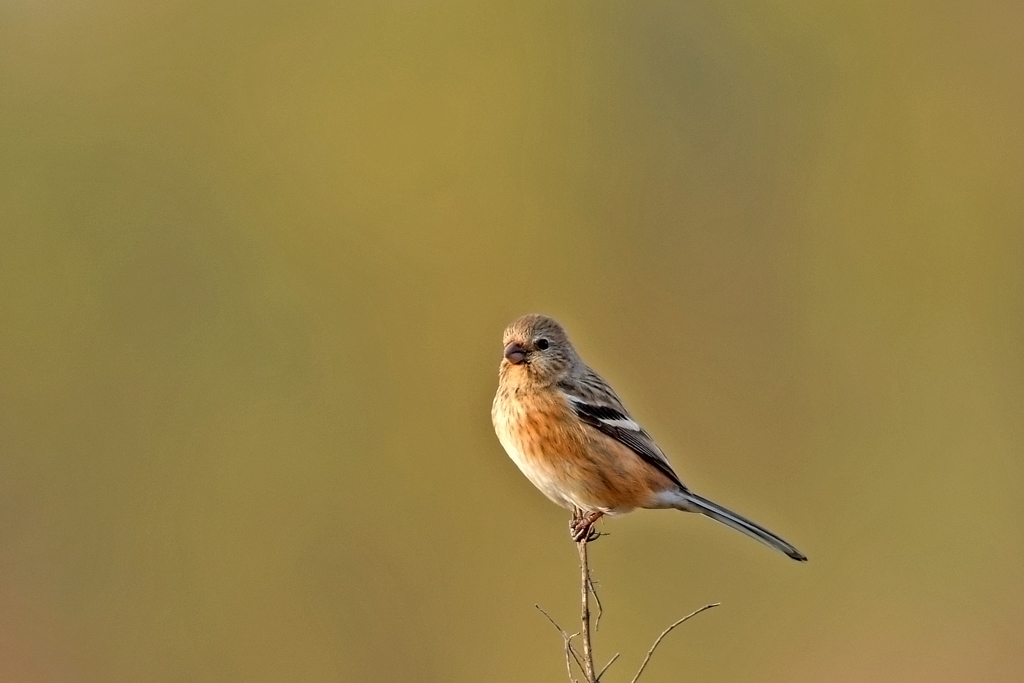 ベニマシコ_06951