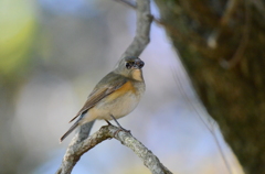 鳥の世界にも？　２