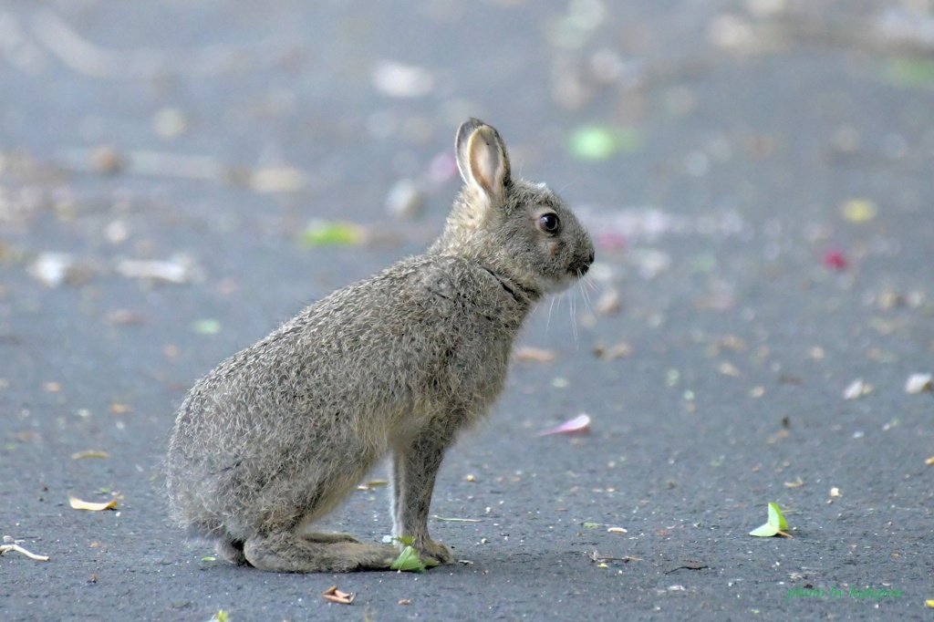 野生ウサギ_200602-2
