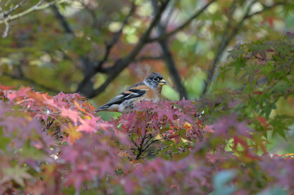 色付き始めた紅葉2