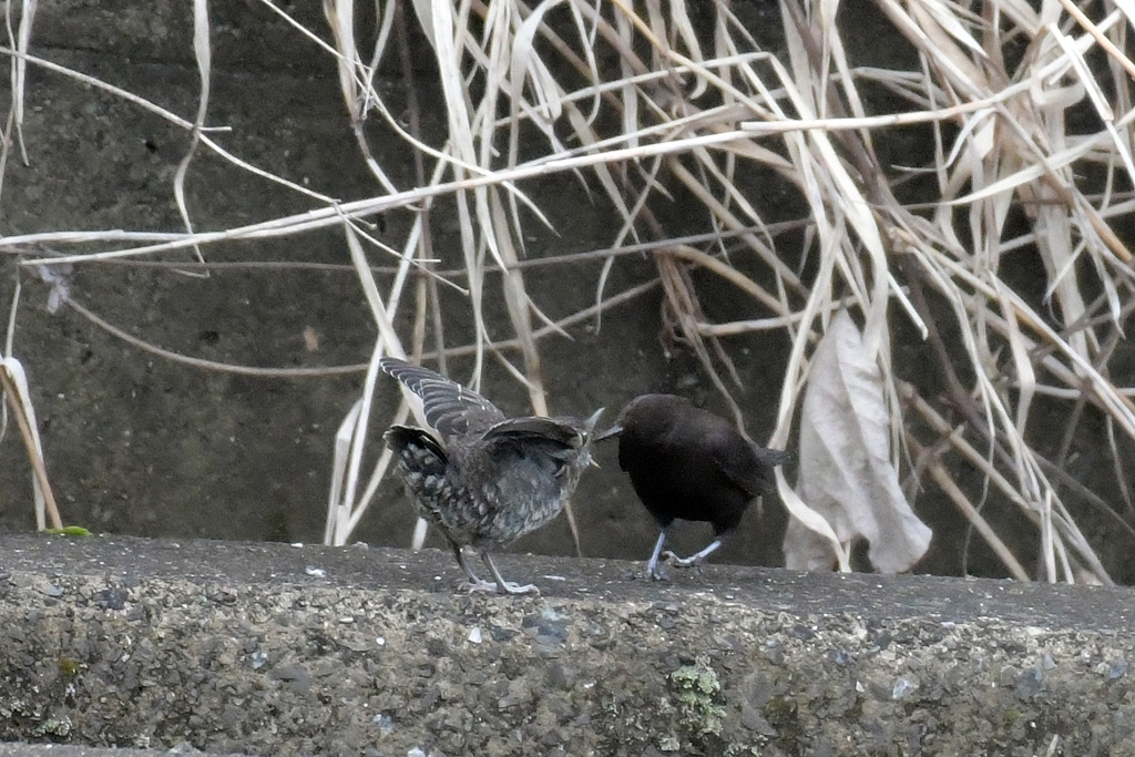 カワガラス_25111