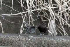 カワガラス_25111