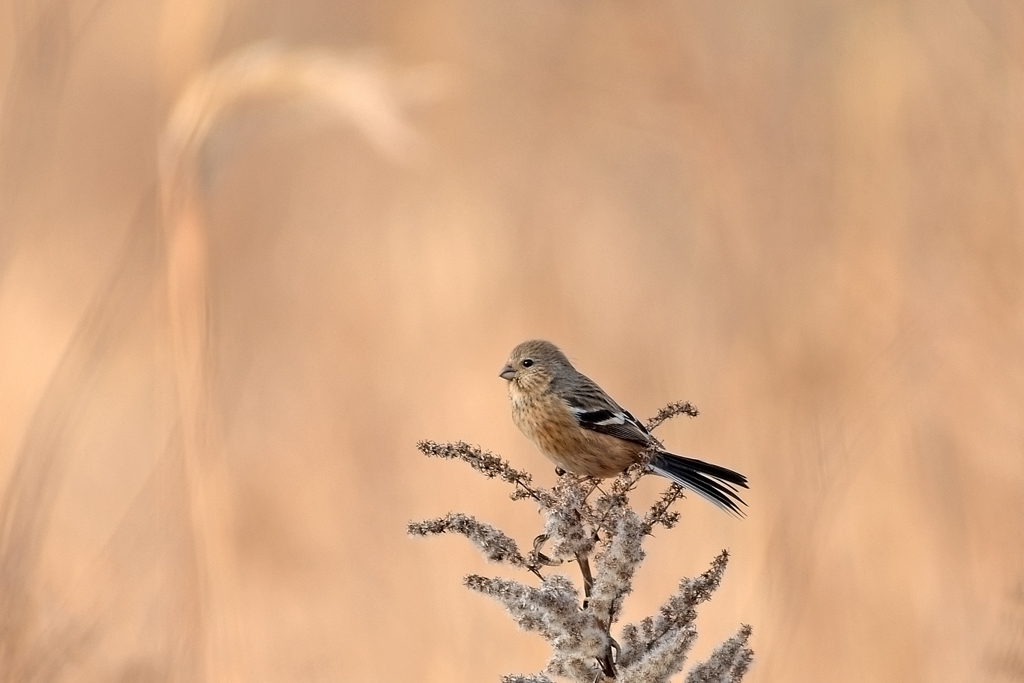ベニマシコ_07061