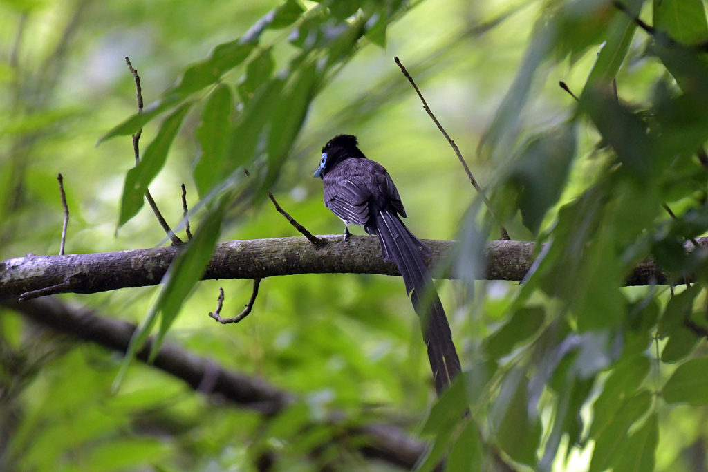 サンコウチョウ_03061