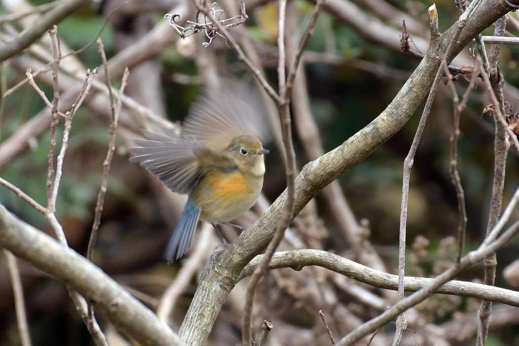 「万歳」していいかしら？
