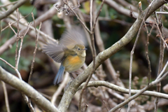 「万歳」していいかしら？