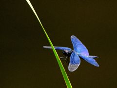 チョウチョウトンボ