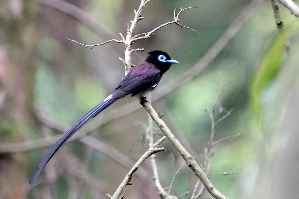 サンコウチョウ-1