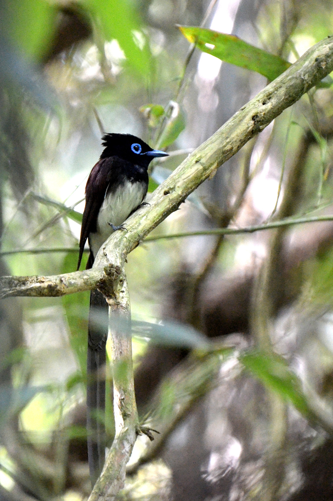 サンコウチョウ初撮り-1