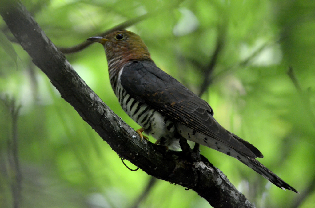 これホトトギス？