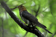 これホトトギス？