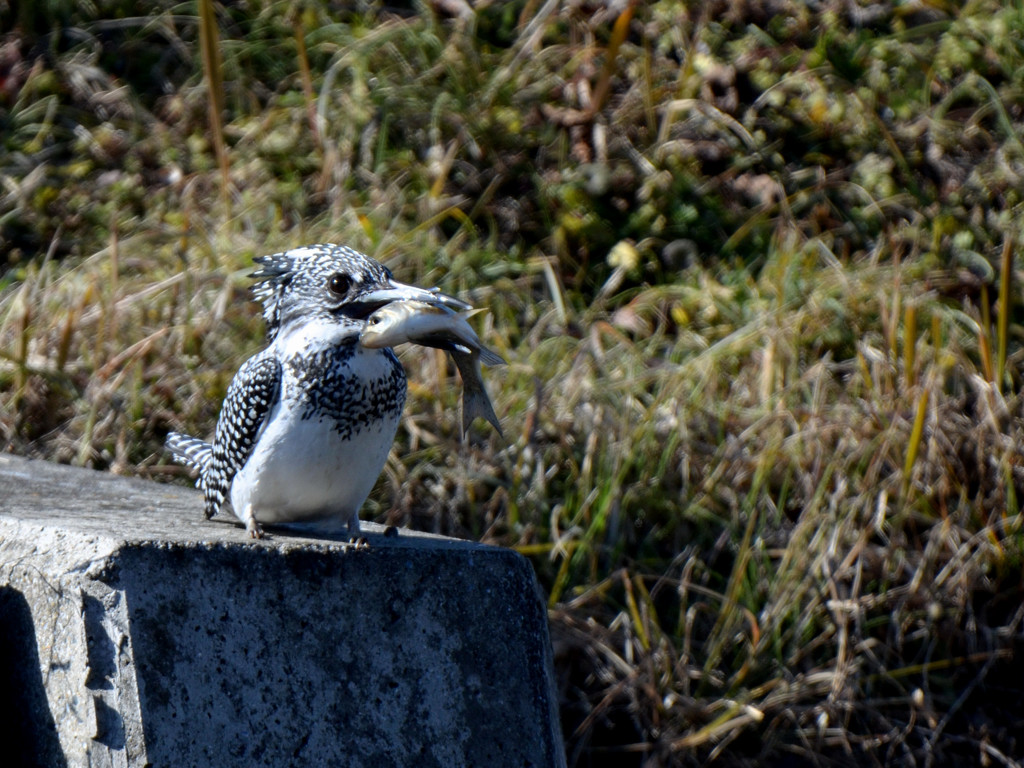 魚の仕留め方教えます。1