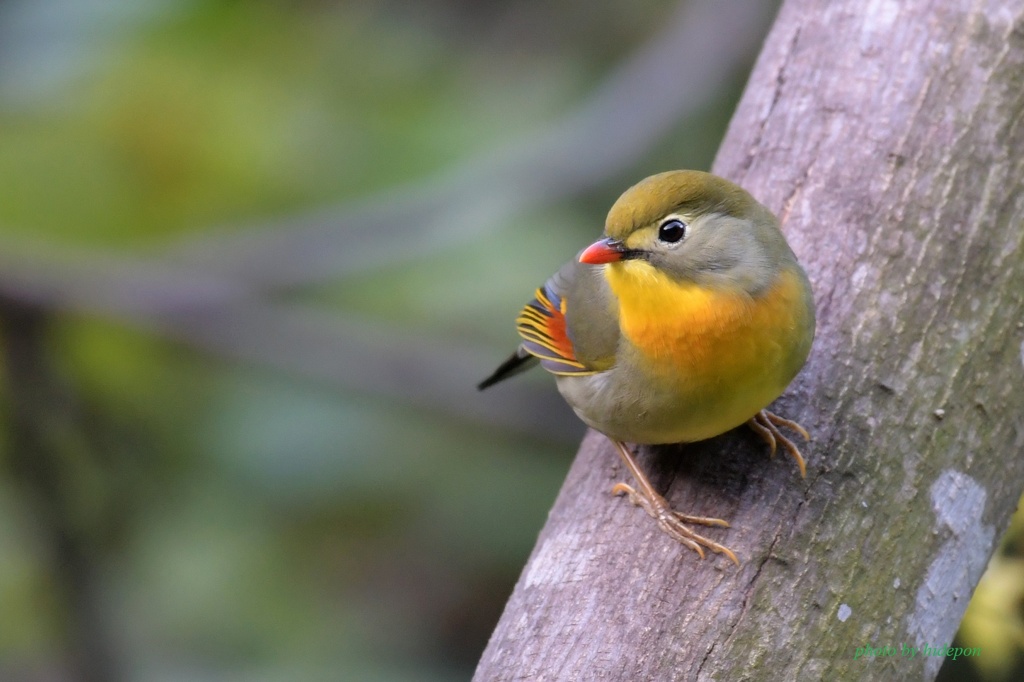 ソウシチョウ_201031-1