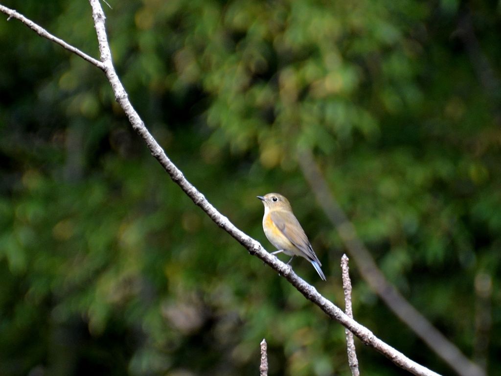 ルリビタキ（雌）7