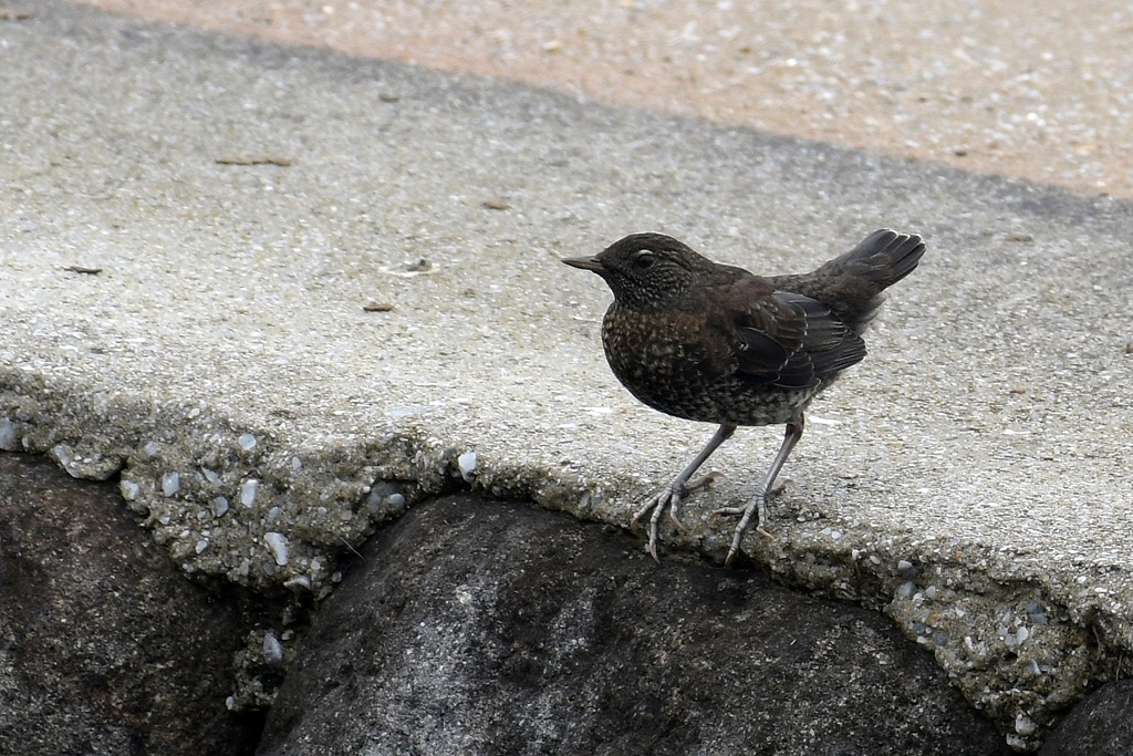 カワガラス(幼鳥）