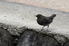 カワガラス(幼鳥）