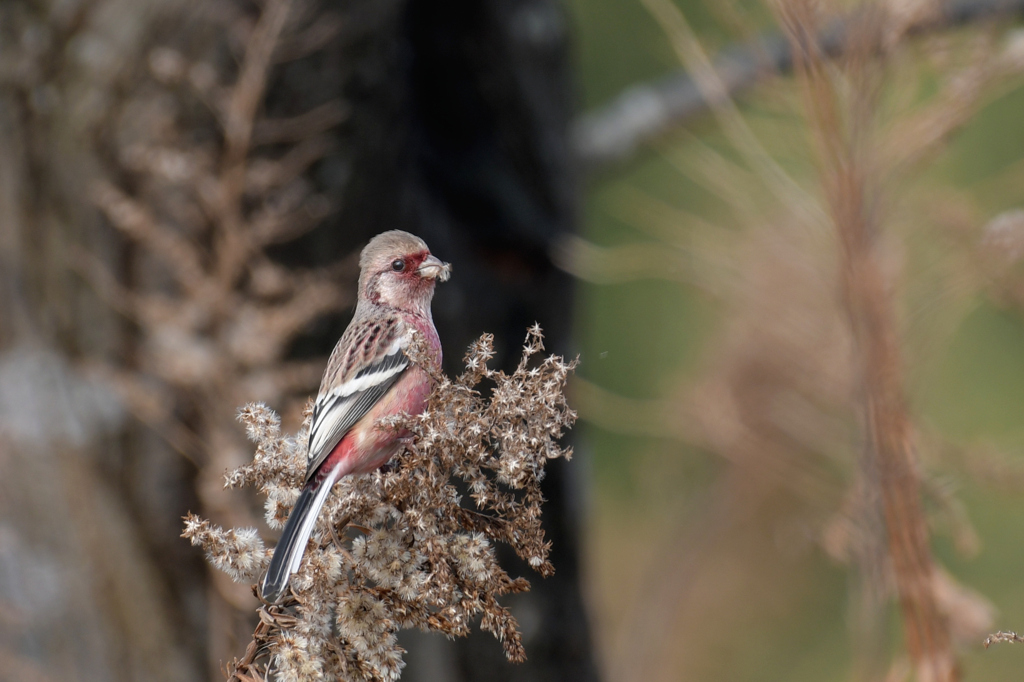 ベニマシコ_6793