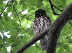 今年のアオバズク
