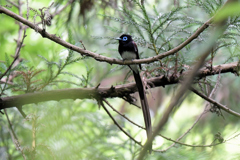 サンコウチョウ-1_02