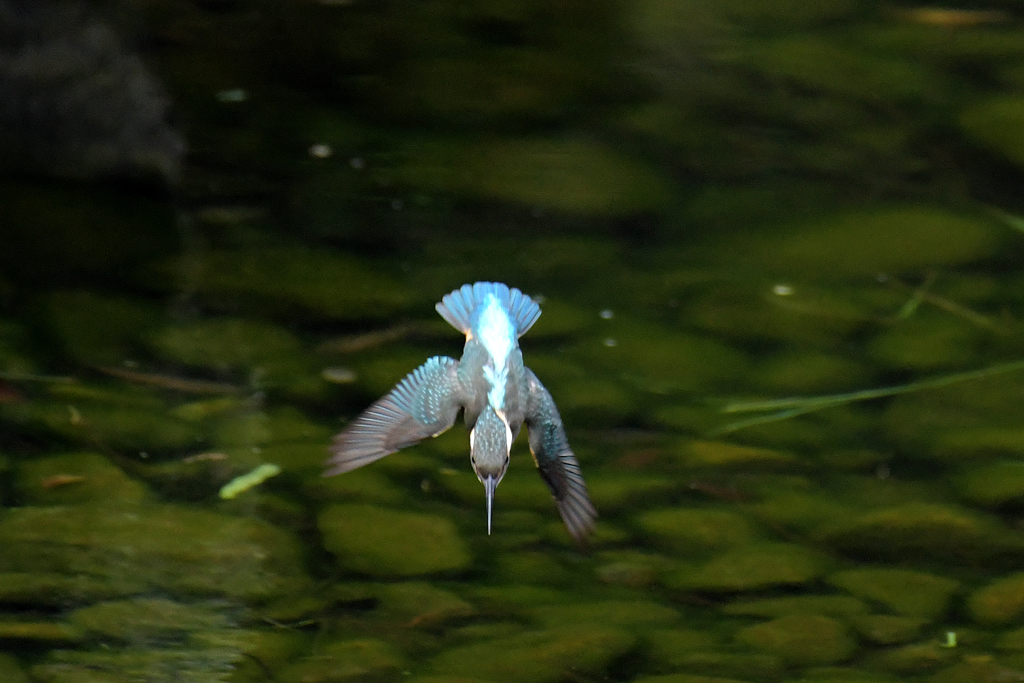 カワセミ_37181